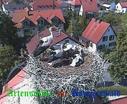Copyright AiS / LBV EBE Richard Straub Bild zum Eintrag (31212-160)