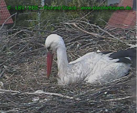 Copyright AiS / 2009 LBV EBE Bild zum Eintrag (31266-160)