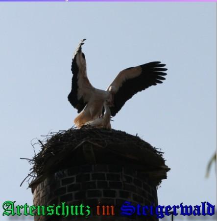 Copyright AiS / 2009 Brigitte Schmitt Bild zum Eintrag (31398-160)