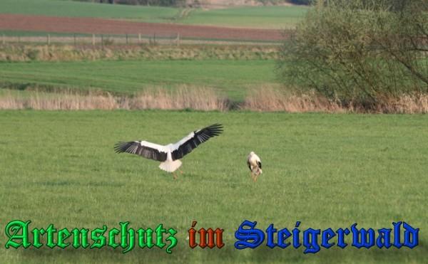 Copyright AiS / 2009 Brigitte Schmitt Bild zum Eintrag (31404-160)