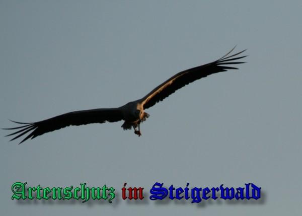 Copyright AiS / 2009 Brigitte Schmitt Bild zum Eintrag (31411-160)
