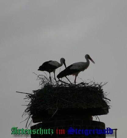 Copyright AiS / 2009 Brigitte Schmitt Bild zum Eintrag (31413-160)