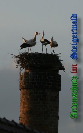 Copyright AiS / 2010 B. Schmitt Bild zum Eintrag (31429-160)