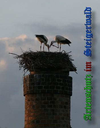 Copyright AiS / 2010 B. Schmitt Bild zum Eintrag (31430-160)