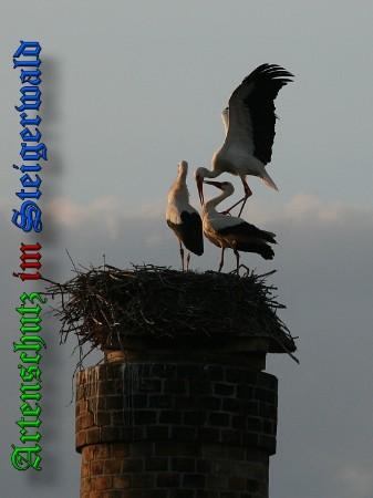 Copyright AiS / 2010 B. Schmitt Bild zum Eintrag (31441-160)