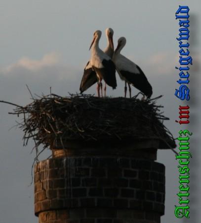 Copyright AiS / 2010 B. Schmitt Bild zum Eintrag (31442-160)