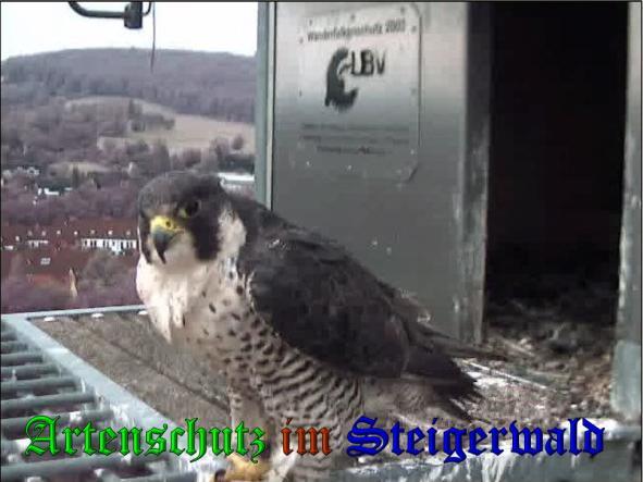 Copyright AiS - Wörner Bild zum Eintrag (34122-160)