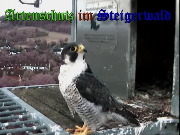 Copyright AiS - Wörner Bild zum Eintrag (34123-160)
