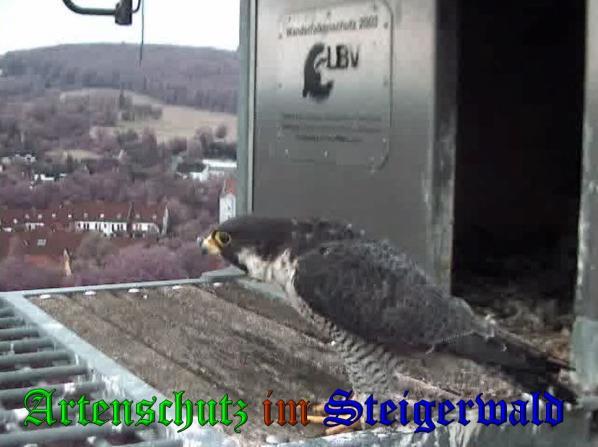 Copyright AiS - Wörn Bild zum Eintrag (34124-160)
