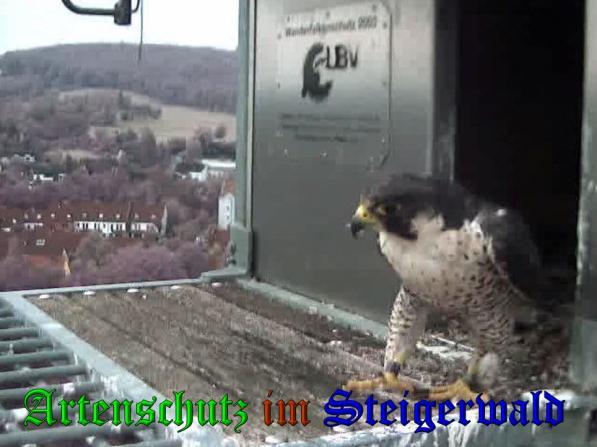 Copyright AiS - Wörner Bild zum Eintrag (34125-160)
