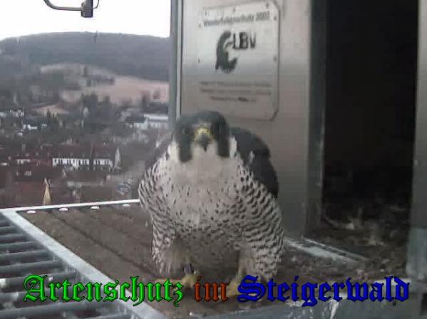 Copyright AiS Wörner Bild zum Eintrag (35881-160)