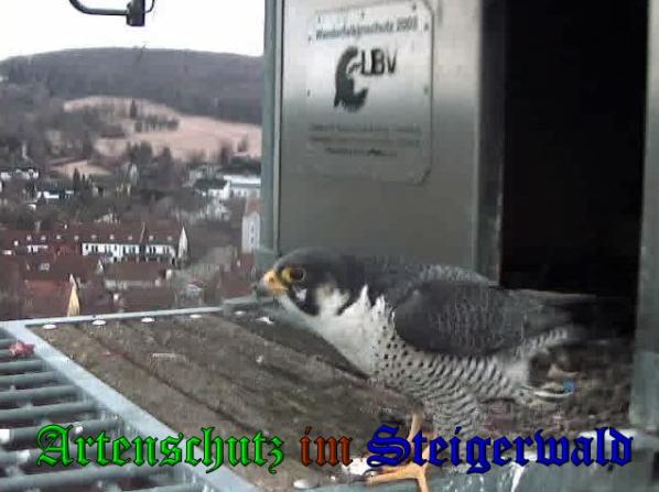 Copyright AiS Wörner Bild zum Eintrag (35885-160)