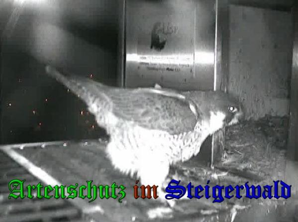 Copyright AiS - Wörner Bild zum Eintrag (36107-160)