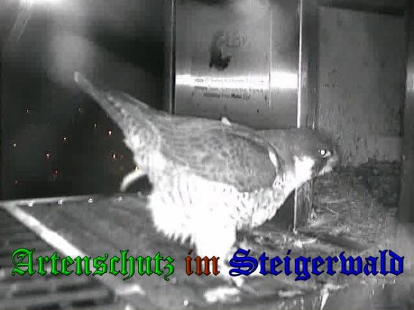 Copyright AiS - Wörner Bild zum Eintrag (36108-160)