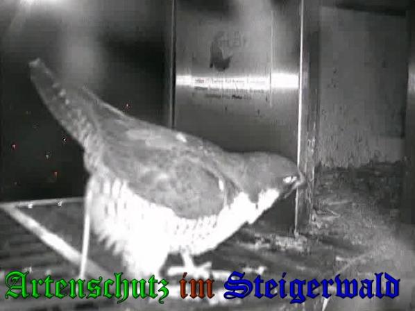Copyright AiS - Wörner Bild zum Eintrag (36113-160)
