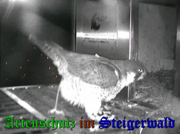 Copyright AiS - Wörner Bild zum Eintrag (36114-160)