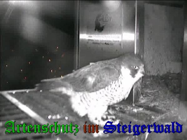 Copyright AiS - Wörner Bild zum Eintrag (36115-160)