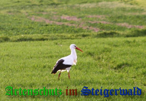 Copyright AiS- Brigitte Schmitt Bild zum Eintrag (36795-160)