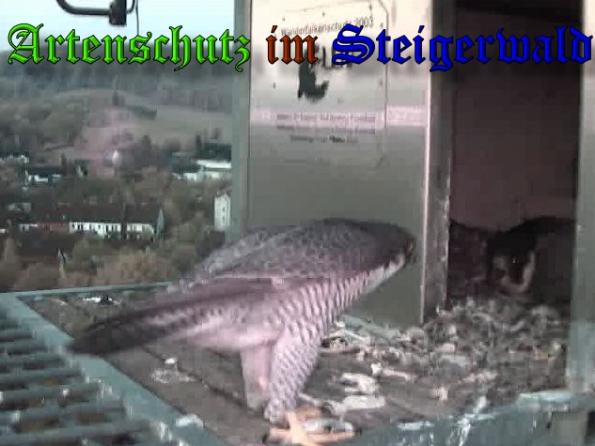 Copyright AiS-Wörner Bild zum Eintrag (37009-160)