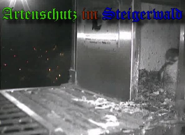 Copyright AiS-Wörner Bild zum Eintrag (37010-160)