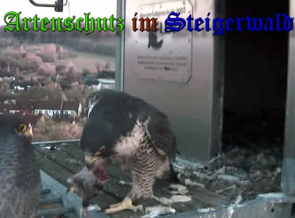 Copyright AiS-Wörner Bild zum Eintrag (37011-160)