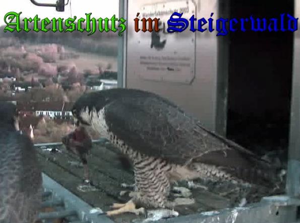 Copyright AiS-Wörner Bild zum Eintrag (37012-160)