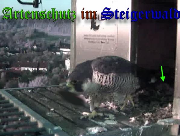 Copyright AiS-Wörner Bild zum Eintrag (37017-160)