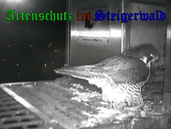 Copyright AiS-Wörner Bild zum Eintrag (37317-160)