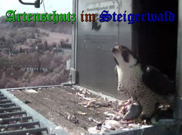 Copyright AiS-Wörner Bild zum Eintrag (37319-160)