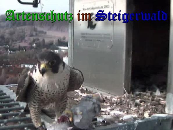 Copyright AiS-Wörner Bild zum Eintrag (37320-160)