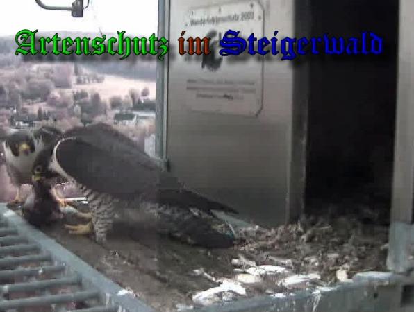 Copyright AiS-Wörner Bild zum Eintrag (37349-160)