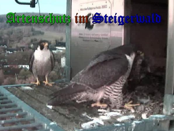 Copyright AiS-Wörner Bild zum Eintrag (37351-160)