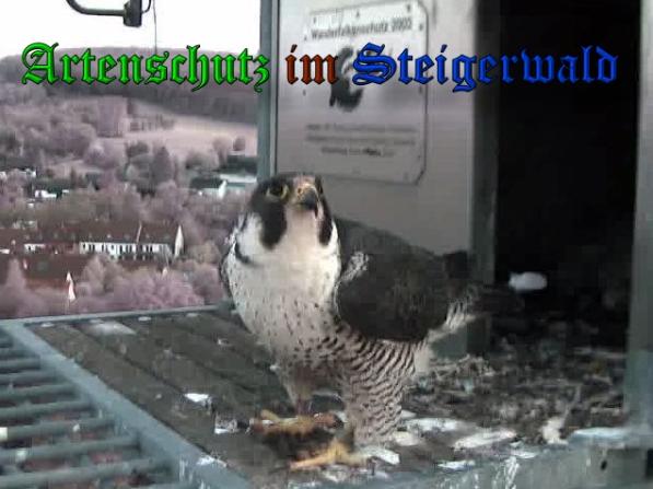 Copyright AiS-Wörner Bild zum Eintrag (37411-160)