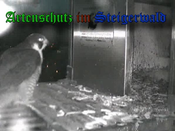 Copyright AiS-Wörner Bild zum Eintrag (37413-160)