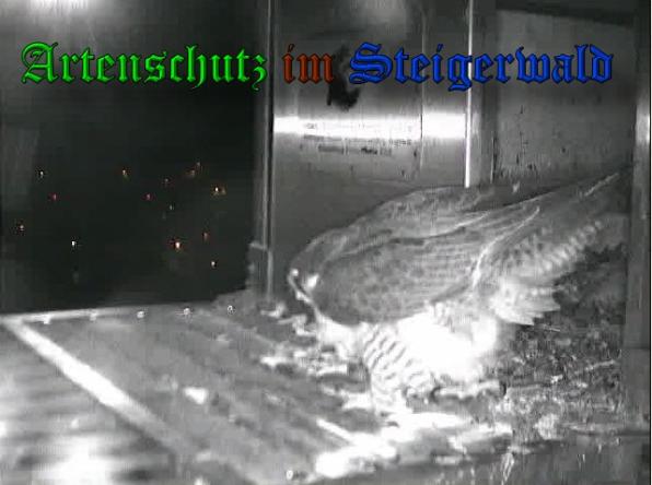 Copyright AiS-Wörner Bild zum Eintrag (37414-160)