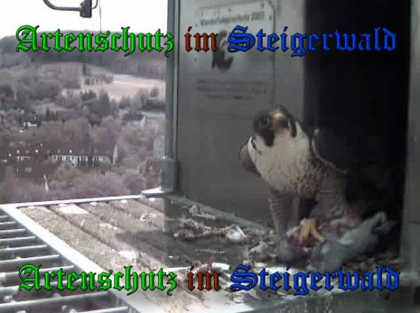 Copyright AiS-Wörner Bild zum Eintrag (37417-160)