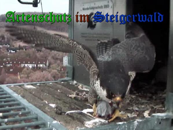 Copyright AiS-Wörner Bild zum Eintrag (37418-160)