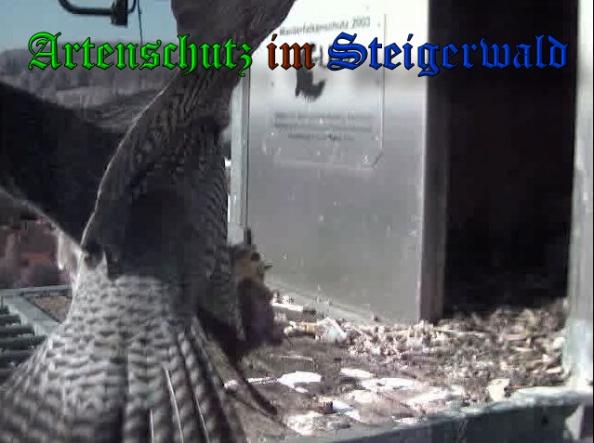 Copyright AiS-Wörner Bild zum Eintrag (37419-160)