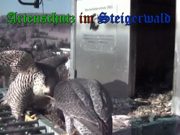 Copyright AiS-Wörner Bild zum Eintrag (37420-160)