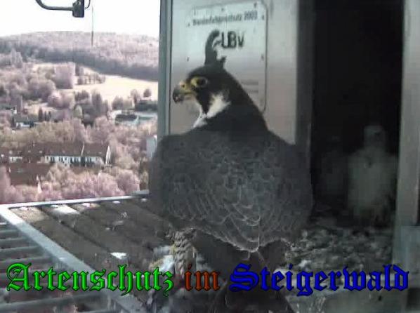 Copyright AiS-Wörner Bild zum Eintrag (37472-160)