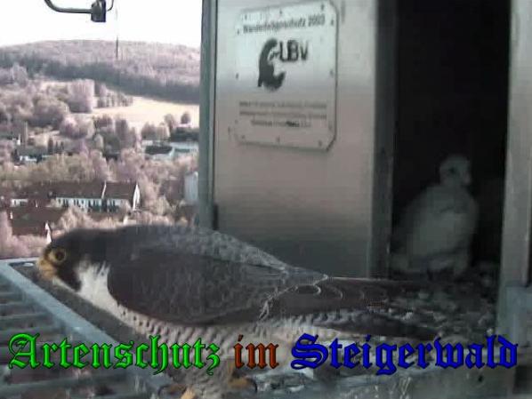 Copyright AiS-Wörner Bild zum Eintrag (37475-160)