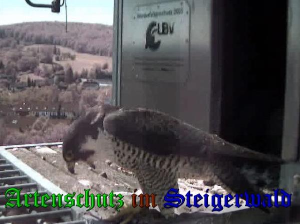 Copyright AiS-Wörner Bild zum Eintrag (37480-160)