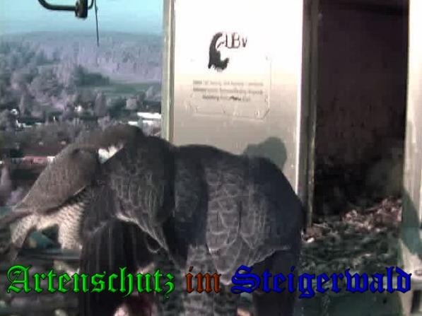 Copyright AiS-Wörner Bild zum Eintrag (37481-160)