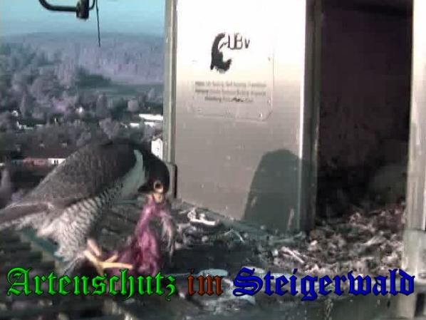Copyright AiS-Wörner Bild zum Eintrag (37482-160)