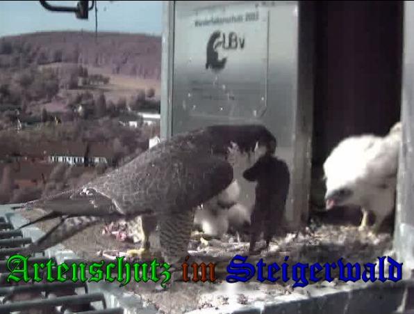 Copyright AiS-Wörner Bild zum Eintrag (37526-160)