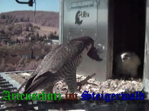 Copyright AiS-Wörner Bild zum Eintrag (37530-160)