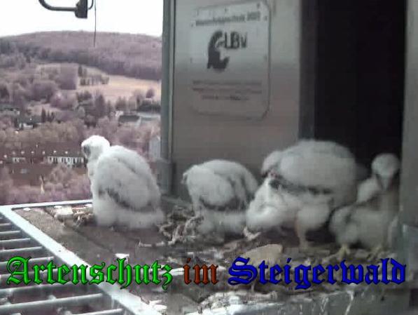 Copyright AiS-Wörner Bild zum Eintrag (37531-160)