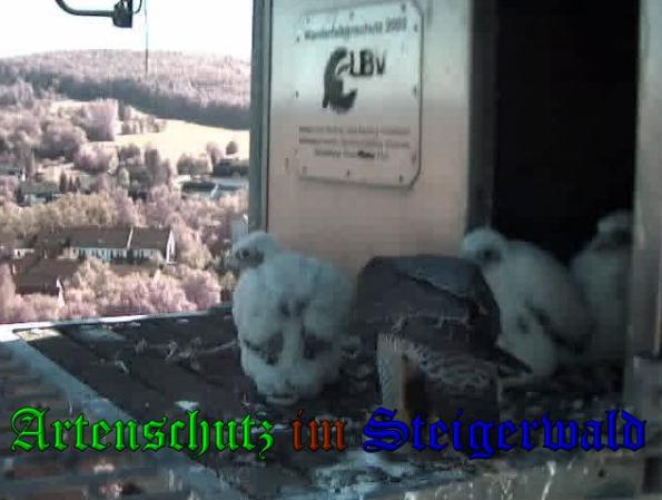 Copyright AiS-Wörner Bild zum Eintrag (37532-160)