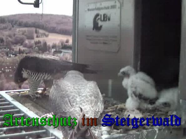 Copyright AiS-Wörner Bild zum Eintrag (37533-160)