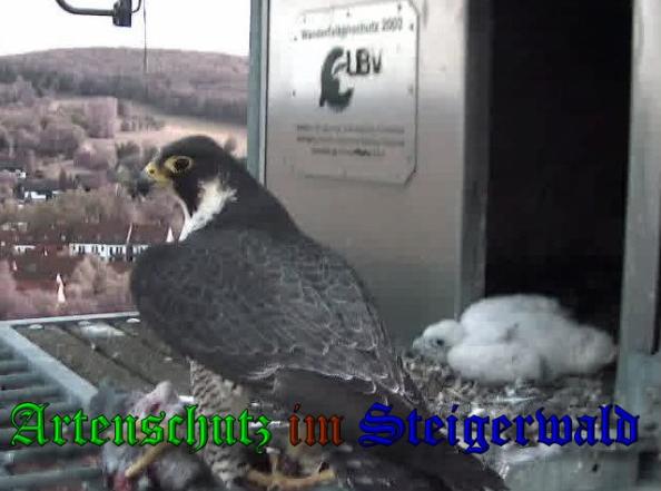 Copyright AiS-Wörner Bild zum Eintrag (37541-160)